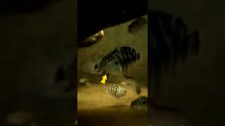 WATCH THIS FISH HOW TO PROTECT HER OFFSPRING BLUE POLAR  PARROT