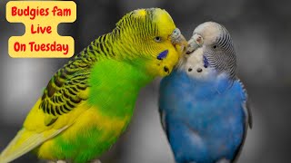 Everyday Budgies Live stream playing and chirping - Budgies singing - So Relaxing & Cute-Budgies fam