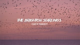 Brighton Starlings - Flight of Tranquility