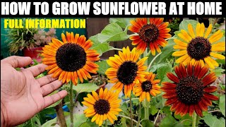 How To Grow Sunflower At Home | Seed to Flower