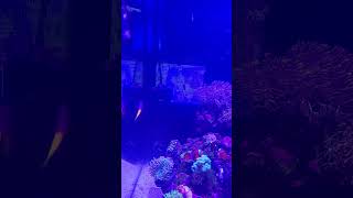 Red Sea pensuilla 26 G saltwater tank