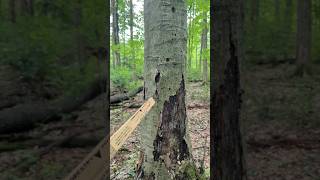 FOREST HEALTH CONCERNS in this FOREST#forest #trees