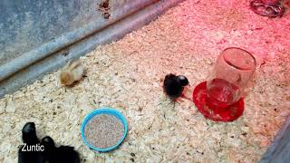 Feeding mealworms to week old baby chicks