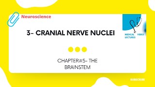 Cranial nerve nuclei | CHAPTER#5. THE BRAINSTEM.