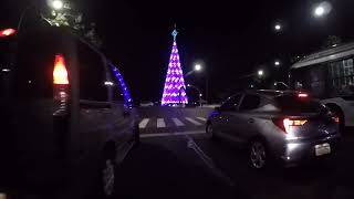 Ibirapuera Park Tree