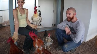 Super Happy Rooster Sounds. . .Followed By Terrified Rooster Sound!