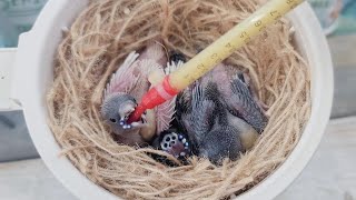 Hand Feeding Baby Birds 🐣 they are growing so fast 😍 !