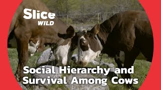 Exploring Cows’ Social Intelligence: From Leadership to Maternal Bonds | SLICE WILD