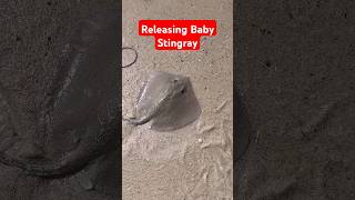 Releasing Baby Stingray #shorts #fishing #fish #stingray #catchandrelease