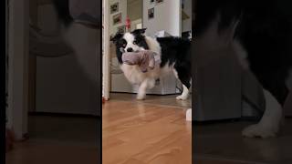 Border Collie ratuje swoje zabawki #bordercollie #funydog #dog #pies