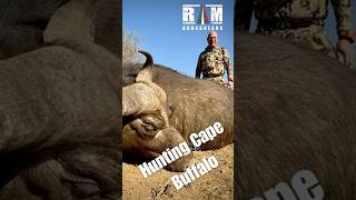 Cape Buffalow 4 feet pass through! #bowhunting #hunting #jagen #bogenjagd  #hoghunting  #broadhead