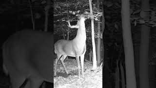 Big Mature Buck Makes a Scrape! Trail Cam Tuesday #shorts #wildlife