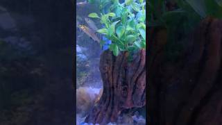 My Aquarium #trending #youtubeshorts #shortfeed #shorts