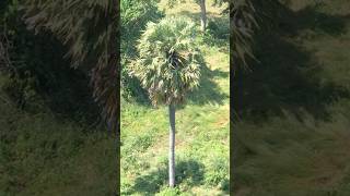 Nature is Life #viralvideo #nature #viral #shorts #foryou #short #shortsviral #shortsfeed #fyp