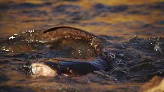 Catfish hunting mudfish in clear water