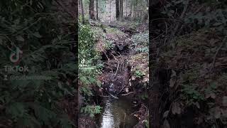 2023-02-14 #ForestLife Happy Valentine's Day Forest Walk With Mushrooms