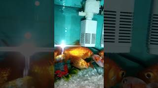 fish 🐟 #fishvedio#tiktok#varilvideo #fishtank