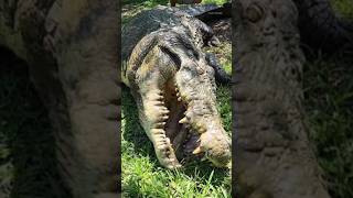 Meet the Oldest Crocodile in the World 😱😱🐊🐊 || #shorts #viral #short