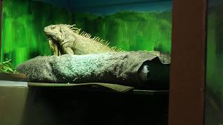 Lily (Green Iguana) returns to his enclosure