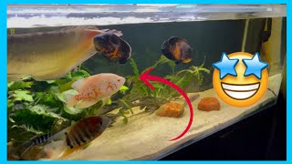 MONSTER TANK Y ACUARIO PLANTADO 🤩 | LOS ACUARIOS DE AQUA BLUE 4K | ACUARIOS DE AMIGOS #14 | AcuaFish