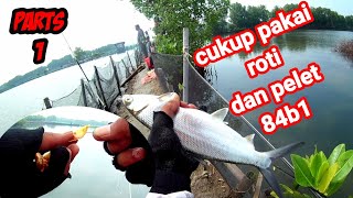 Teknik Praktis Mancing Bandeng di Tambak Marunda Cukup Pakai Roti