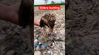 Goshawks hunting watwebirds 😌 #birds #shikratraining #animals #nature