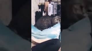 The end #🤣🤣🤣 #pets #animals #fypage #funnnyvideos #wee #cat #dog  #shorts