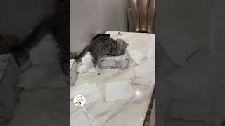 Cats Are So Funny & Cute Latest Funny Cats Moments 😺😁😁 -EPS1030 #funnycats #funnycatsvideos