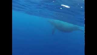 Maman baleine, baleineau et escort qui chante très fort Reunion Island .