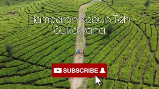 Lanjut Ke Kebun Teh Sukawana Parongpong | DJI MINI 2