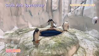 [Penguins］South Pole Spectacular Hong Kong Ocean Park 4K 南極奇觀 香港海洋公園 參觀企鵝館 及雪狐居