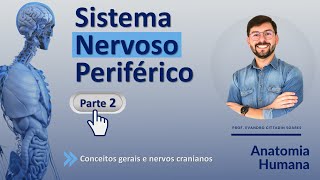 SISTEMA NERVOSO PERIFÉRICO - PARTE 2 - NEUROANATOMIA