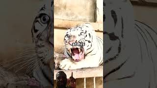 Sick Tiger Rescue - Tiger King 2.0?