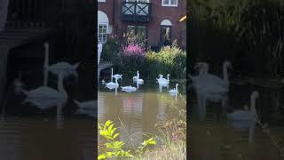 Swans at Burton Waters Marina