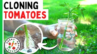 Cloning Tomato Plants For FREE PLANTS!