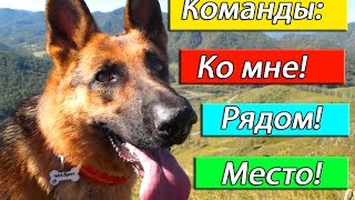 #Дрессировка: команды "Ко мне!", "Рядом!","Место!"