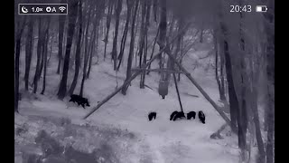 Schwarzwild Rotte an der Kirrung - Wild Boar