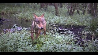 Puszcza Zielonka "Wilki"