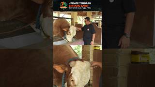 Kabar tekini Maskot Team 76 Farm Sapi Bintang Sakti Seharga 400 Juta #sapisimmental #sapilimosin