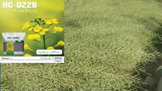 Hybrid Canola HC-022B |Canola Fields