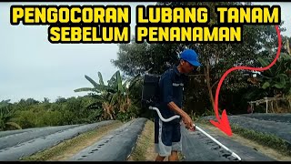 B. WAJIB ‼️PENGOCORAN LUBANG TANAM CABE  SEBELUM PINDAH TANAM KE LAHAN