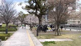 中之島公園　桜🌸