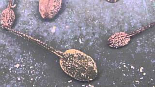 Common Frog tadpoles