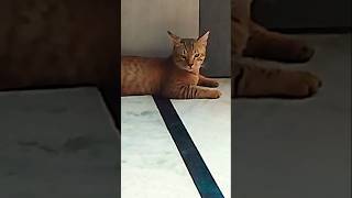 Mera khoobsurat Simba🐈🥰👌 #cuteanimals #shortvideo #catvideos #catlover #viralvideo #trending 🐈👌👌🤗