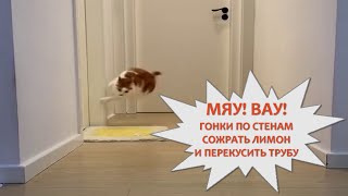 СМЕШНЫЕ КОТИКИ И СТРАННЫЕ ПРИВЫЧКИ. Гонки по стенам с МЯУ! ВАУ!