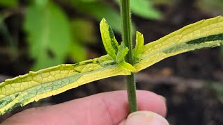 Mutant Variegated Leaf Purpletop Vervain