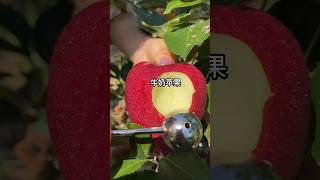 Fresh apple fruit cutting so satisfying #fresh #fruit #fruitcutting #satisfying