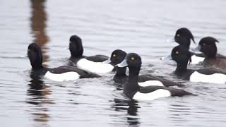 Tufties @RSPBLeightonMoss, drake Tufted ducks