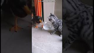 Cat vs Duck ???