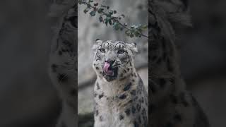 The snow leopard is one of the largest and most beautiful Asian cats #amaazon #documentary